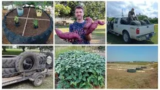 Garten, Hochbeete, Greenhouse - erste Ernte an Süßkartoffeln, Roselle, Wassermelone und Huckleberrys