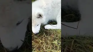 White husky in Nepal #tirthagc #siberianhusky #huskynepal #husky #nepal #pets #fypシ #dog