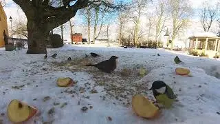 Vinterf&aring;glar