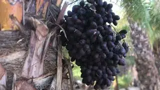 Sylvester Palm Seed for Sale