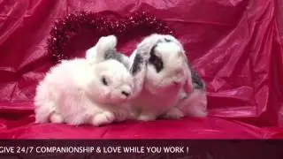 Fred the Psychic Bunny & Valentines Day