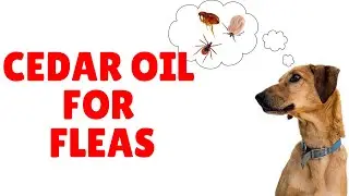 Cedar (Cedarwood) Oil for Fleas