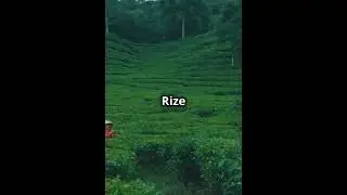 Top 10 Tea-Producing Countries in the World | Biggest Tea Producers ☕🌍 #teaproduction #derjeelingtea