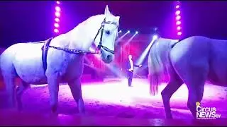 I Cavalli in libertà presentati da Stefano Orfei al Circo Rony Roller (Tivoli  febbraio 2025)