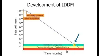 Development of Type I Diabetes Mellitus by M. Agus | OPENPediatrics