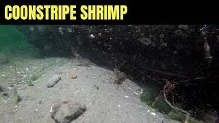 Креветка-Констрайп | Морская Дикая Природа Моря Салиш