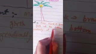 excurrent trees | kinds of trees #morphologyoffloweringplants #neet#biologyscience #botany #ytshorts