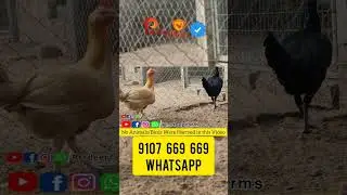 Peruvian || Peru Chicks || Whatsapp 9107 669 669 || Pradeep Farms || Vijayawada