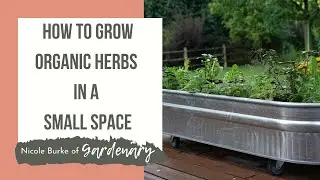 How to Grow Organic Herbs in a Small Space