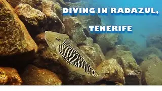 Radazul Dive, Tenerife