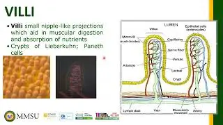 Continuation of the digestive system of pigs