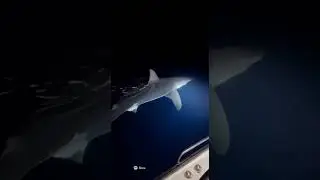 Boat Cam Records Great White Shark Circling at Night