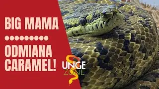 BIG MAMA - Morelia spilota CARAMEL - opis odmiany barwnej🐍