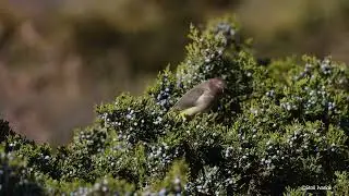 Yellow-rumped Warbler and Cedar Waxwing Feeding on Cedar Berries