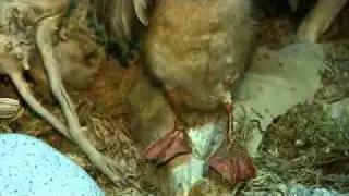 101221 0000 Abendschau AS hakt nach Wolpertinger