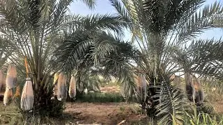 ١٥ فدان مزروعة نخل🌴 منتج وتقنين💯 كامل في الواحات البحرية✅️