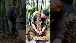Genius Bamboo Shoot Trick! One Precise Cut, Whole Shoot Out