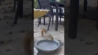 Drinking squirrel