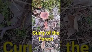 A Mushroom that tastes like Curry. #mushroom #foraging #shorts #youtubeshorts