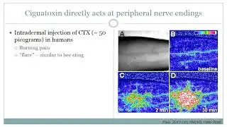 The pathophysiological mechanism of ciguatera - Prof. Dr Irina Vetter