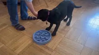 Mabel the black lab puppy is learning not to be aggressive around her food bowl