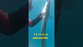 BIG NEEDLEFISH 4.5 KILOS #trending #trendingshorts #trendingvideo #youtubeshorts #youtube