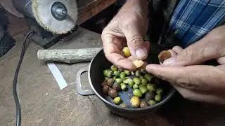 Acorns yes You Can Eat Them
