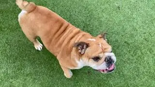 Birdie&rsquo;s fast and effective workout routine - get in shape fast! :) | ENGLISH BULLDOG