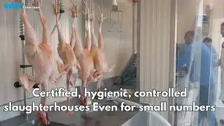 Meat processing plants: growth opportunities also with non-repayable grants