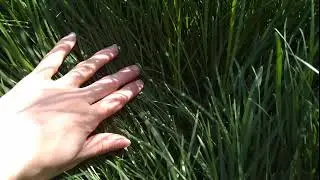 Green grass/グリーングラス/Зелёная трава//Autonomous sensory meridian response (ASMR)