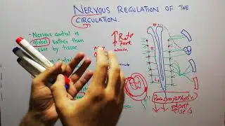 CVS physiology 113.Nervous regulation of circulation through sympathetic and parasympathetic nerves