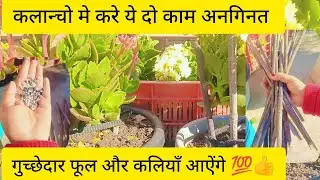 कलान्चो मे सेकडों फूल और कलियाँ पाने के लिए करे ये दो काम#kalanchoe#saculant#viralvideo