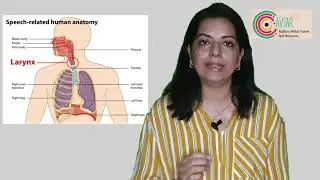 Understanding Speech Production Mechanism