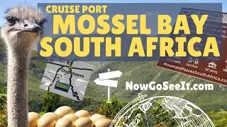 Cruise Port Mossel Bay - THE OSTRICH COMES FOR ME! - Oudtshoorn Ostrich Safari Farm NCL Excursion SA