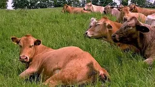 Mother cow gives birth while her friends line up for support