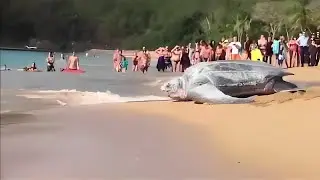 10 Biggest Turtles in the World