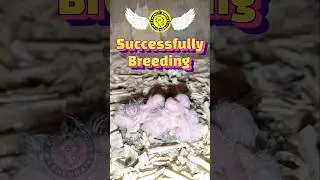 Pineapple Conure Successfully Breeding In Birds Room | Fancy Birds Chennai