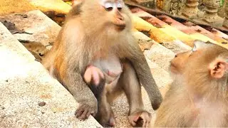Adorable Monkey Family Sharing Sweet Moments