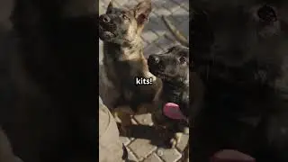 Pawsome Interactive Toys for Your Pets!