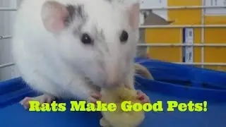 why rats make good pets