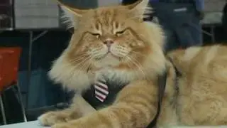 GATTI - Esposizione Internazionale Felina 2010