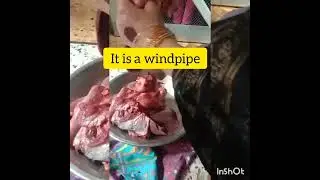 Goat main vocabulary
