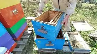 Осінній зліт бджіл!!! Чи просто рій???