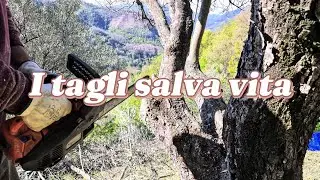 La potatura di un ulivo malato