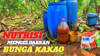 CARA AMPUH MENGELUARKAN BUNGA KAKAO