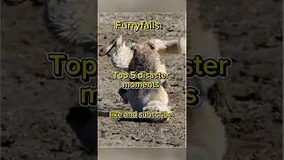 Ranking the top 5 hilarious moments before disaster of your favorite pets. #petfails #funny