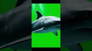shark Green Screen | Swimming Marine Animal | 4K Chroma Key Footage