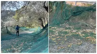 Raccolta Olive Con Abbacchiato Electrico | How To Havest Olive For Good Organic Olive Oil 🫒 