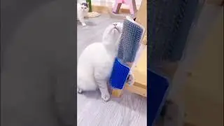 Corner Comfortable Cat Massager Brush, Gadgets For Every Home