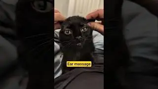 Micro ear massage.#babycorncat #wobblycat #cerebellarhypoplasia #cat
